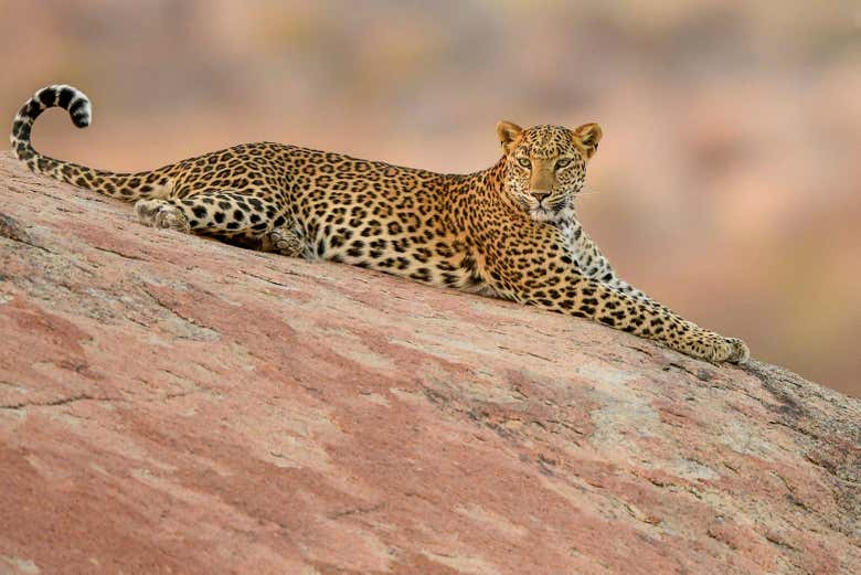 Un léopard se reposant