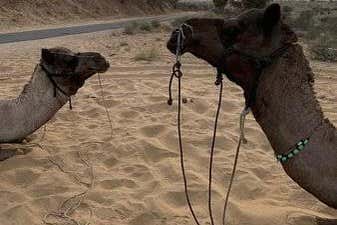 Camelo pelo deserto de Thar