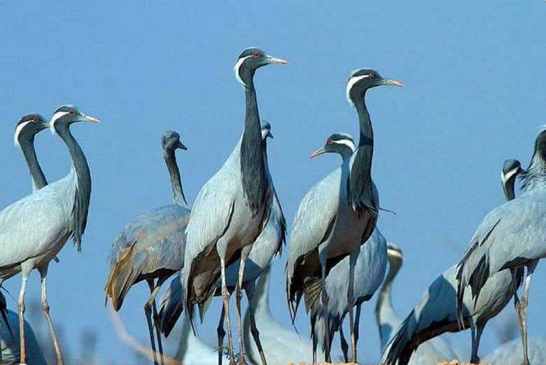 Grues demoiselles à Khichan
