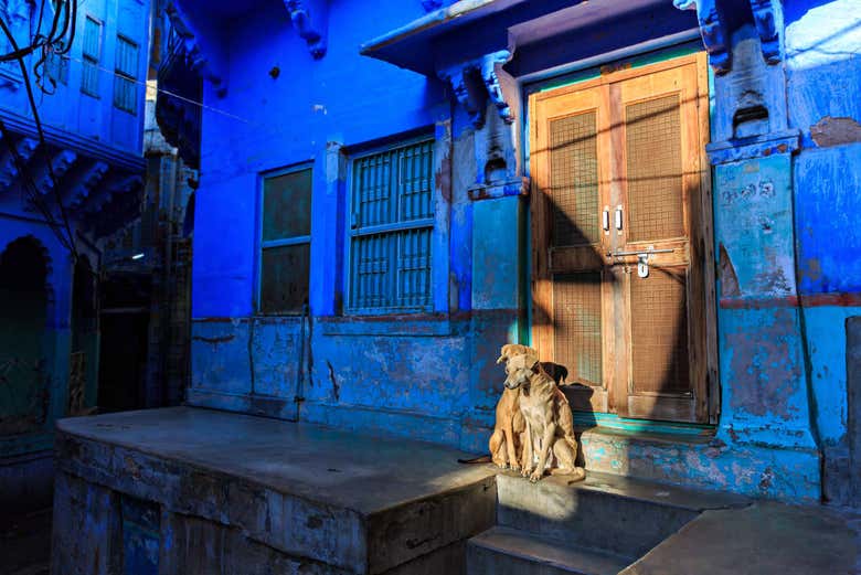 Des chiens de la ville bleue