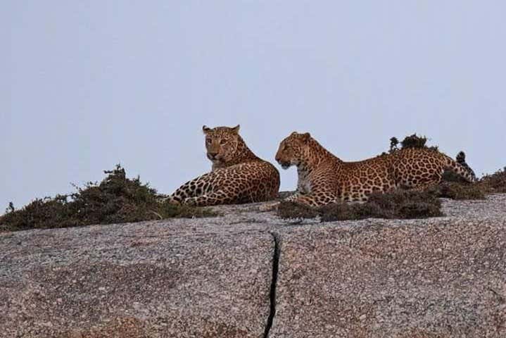 Observation des léopards pendant l'activité