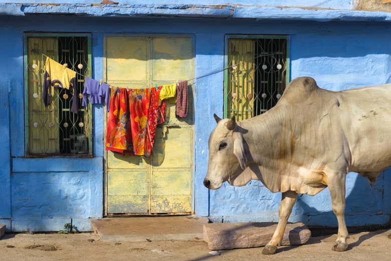 Une vache marchant dans les rues de Jodhpur