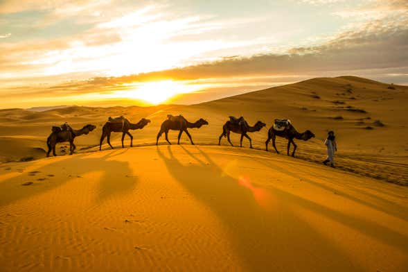 Giro privato in cammello nel deserto di Thar
