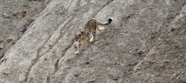 Safari privato a Jawai Dam