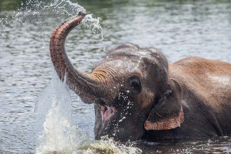 Un elefante dándose un baño
