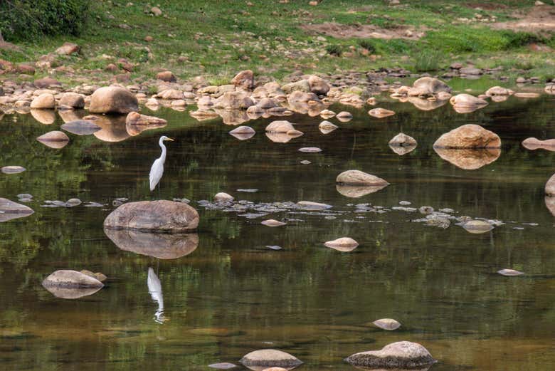 Oiseaux du lac de Munnar