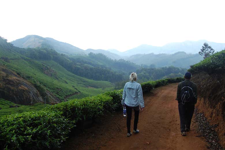 Profitez de la randonnée à travers les collines de Munnar