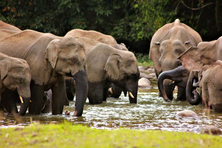 Éléphants d'Anakulam