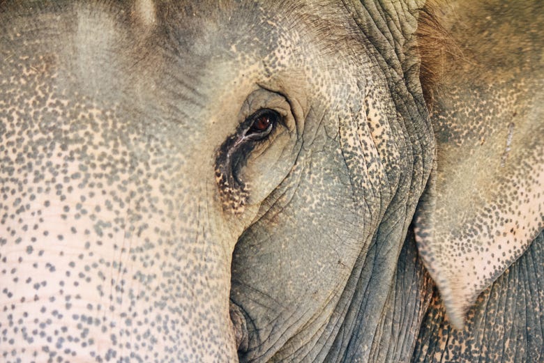 Excursión privada al mirador de elefantes de Anakulam desde Munnar