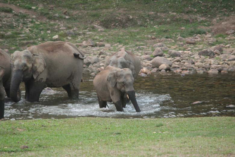 Éléphants sauvages