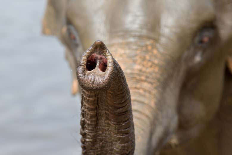 Trompe d'éléphant