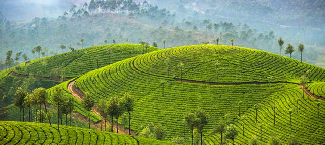 Senderismo por las colinas de Letchmi y las plantaciones de té de Munnar