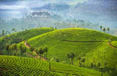 Randonnée à travers les collines de Letchmi et les plantations de thé de Munnar