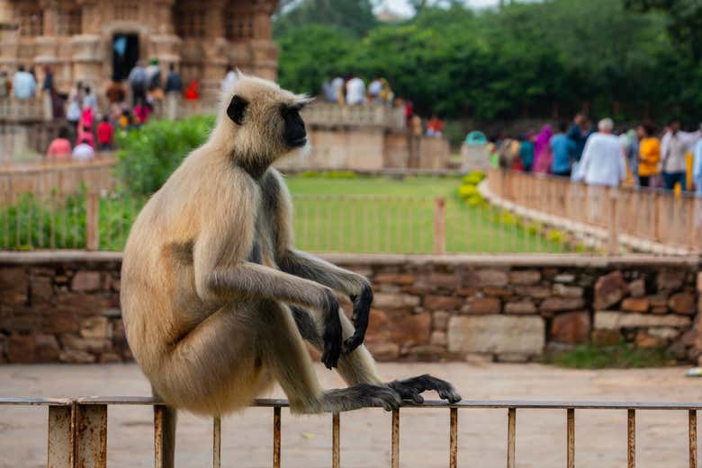 Singe près du Chittorgarh