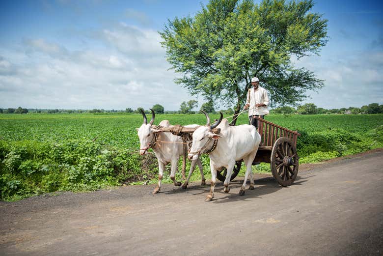 Indian cattle