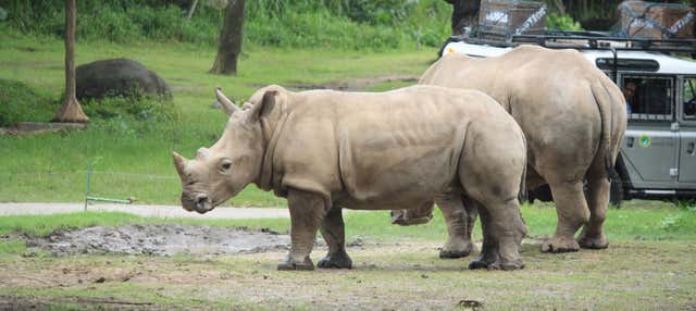 Bali Safari & Marine Park Tickets