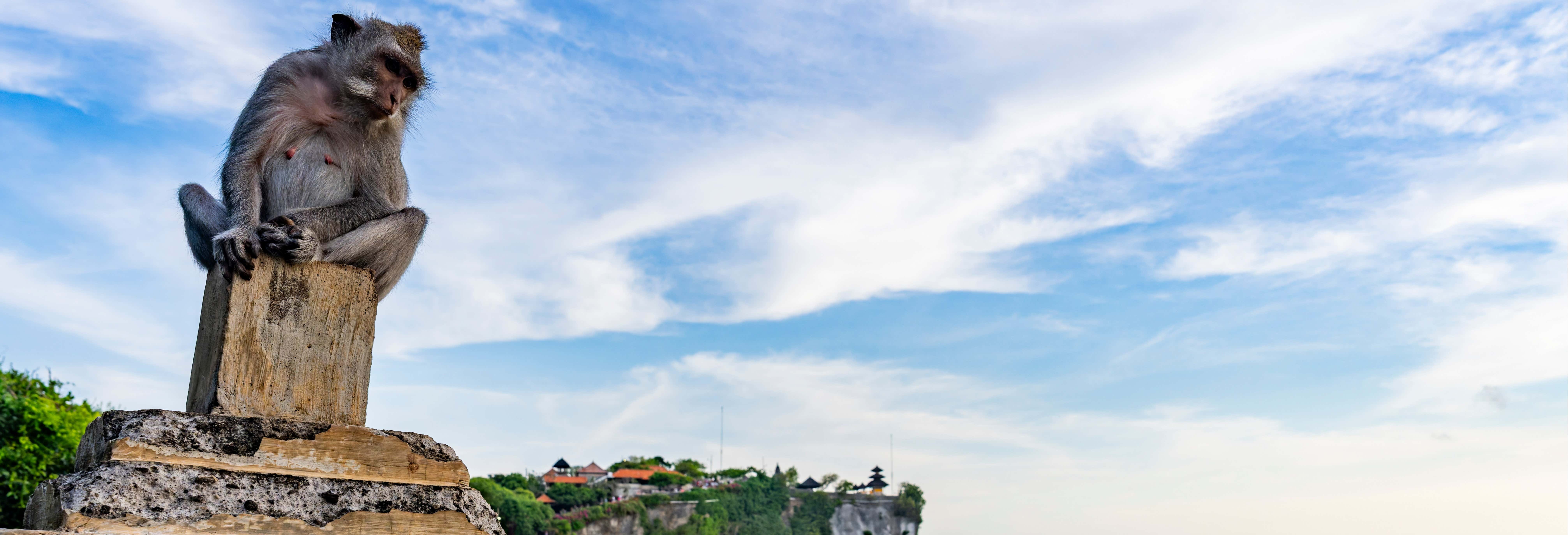 Visitas guiadas e free tours em Bali