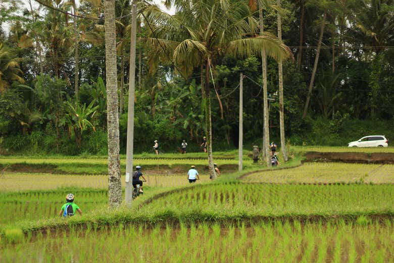Beautiful rice plantations
