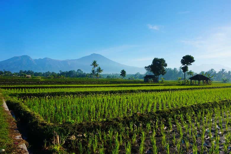 Typical rice paddies on Lombok