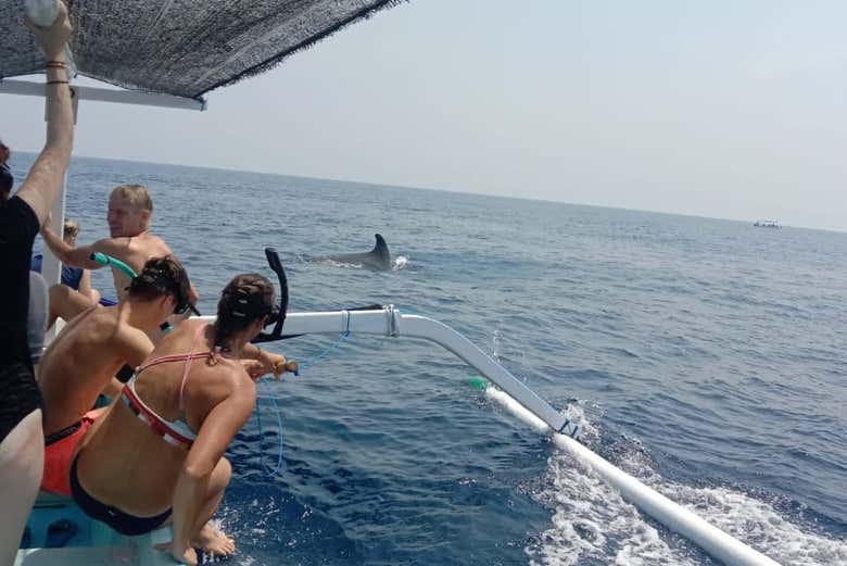 Spot dolphins from the boat