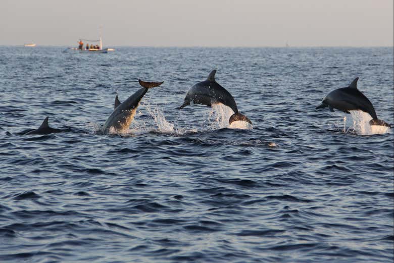 See how the dolphins jump out of the water