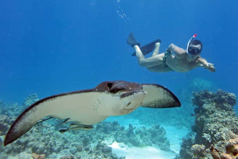 Nadando con mantas raya en la isla Nusa Penida