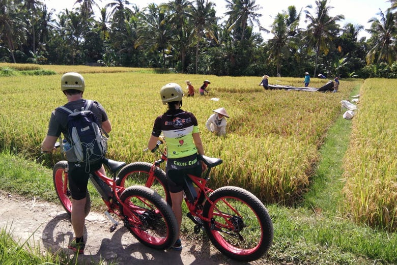 Viendo los campos de arroz de Bali