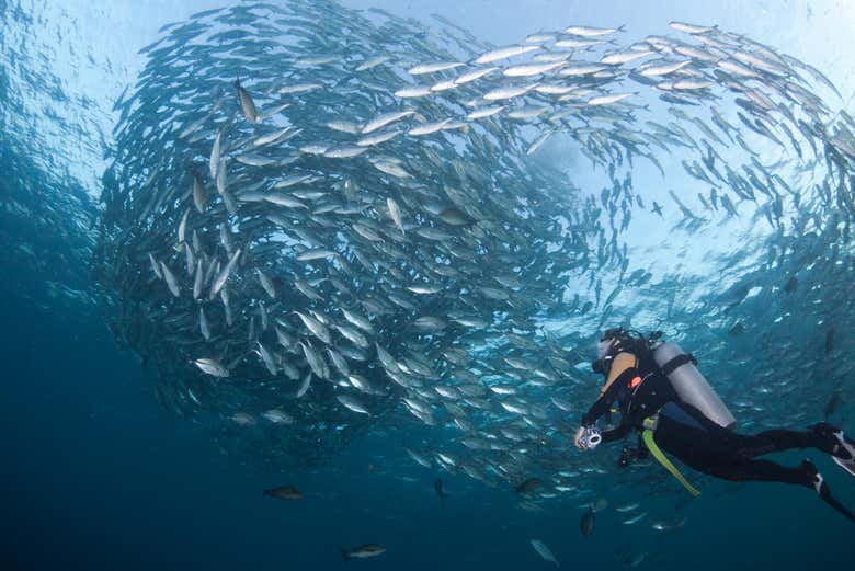 Swimming with fishes in Padang Bai