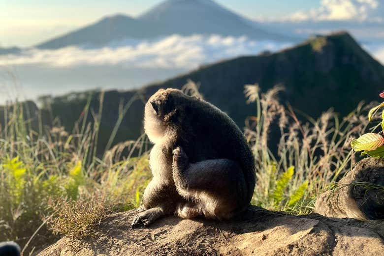 Un simpático mono disfrutando del amanecer en la cima 