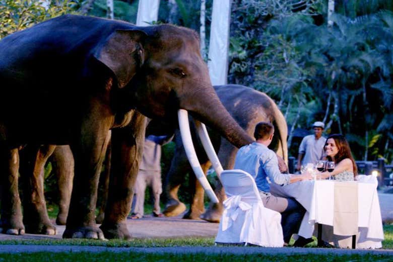 A cena in compagnia degli elefanti