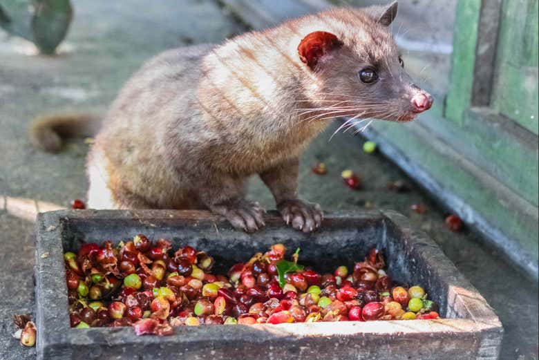 Civet and kopi luwak coffee cherries