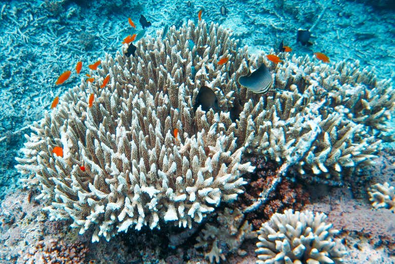 Coraux avec des poissons tropicaux