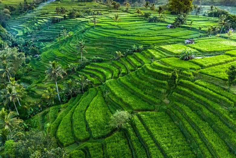 Découvrez les secrets de la riziculture