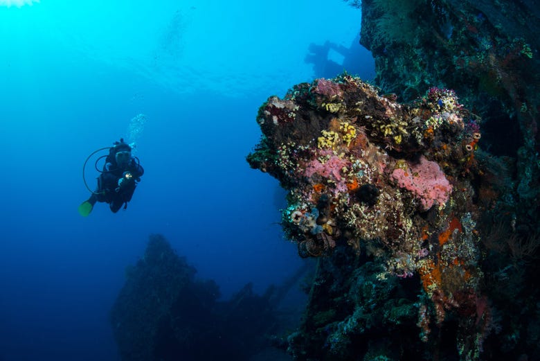 Diving around coral reefs in Bali