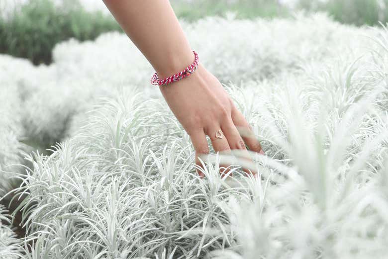 Edelweiss Garden