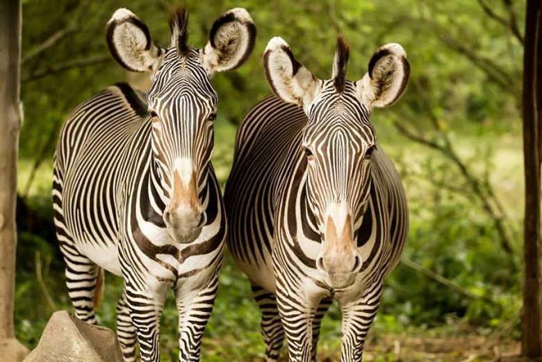 Observe the gentle zebra