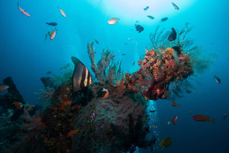 Découvrez l'épave de l'U.S.A.T Liberty