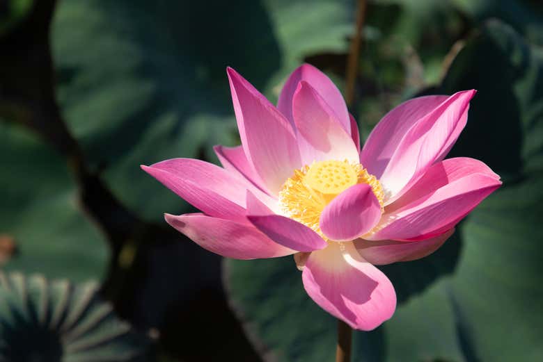 Flores nascendo no tanque do templo Pura Taman Saraswati