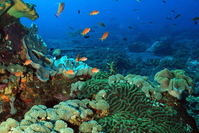 Il fondale marino di Crystal Bay