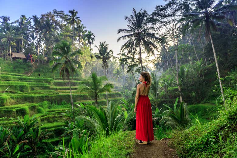 Wandering through rice fields