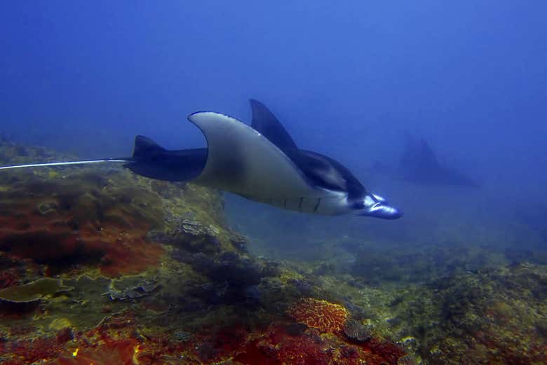Mantas raya en aguas de Nusa Penida, Indonesia