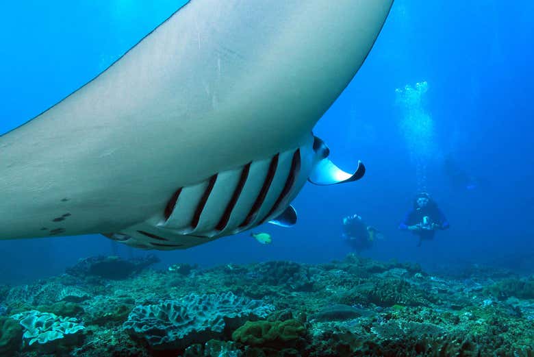 Immersione con le mante giganti a Manta Point