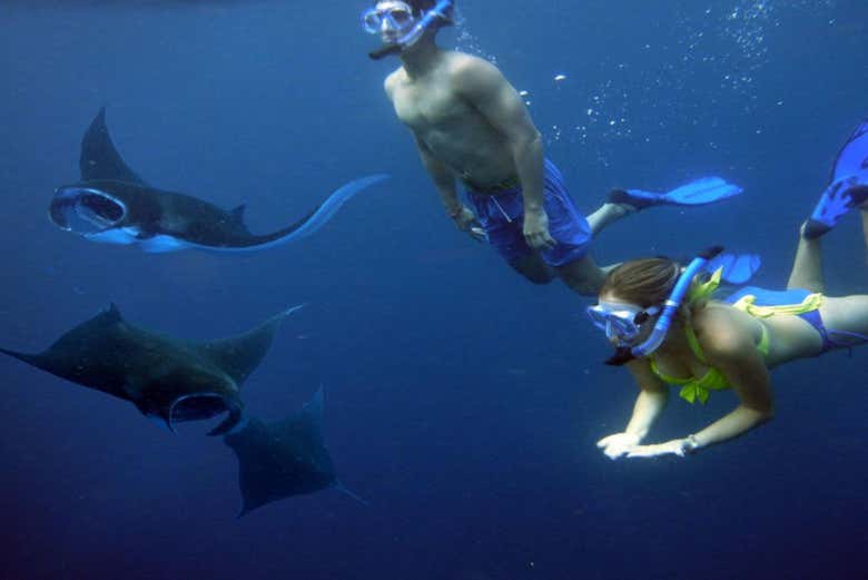 Plonger avec des raies manta