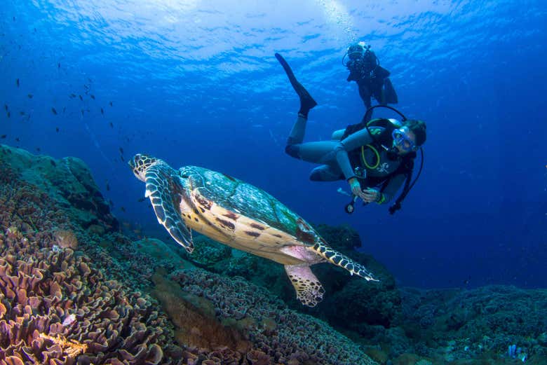 Tartaruga-marinha