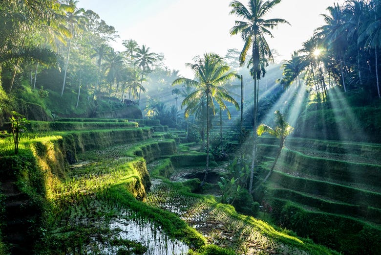 Panorámica de una terraza de arroz en Bali