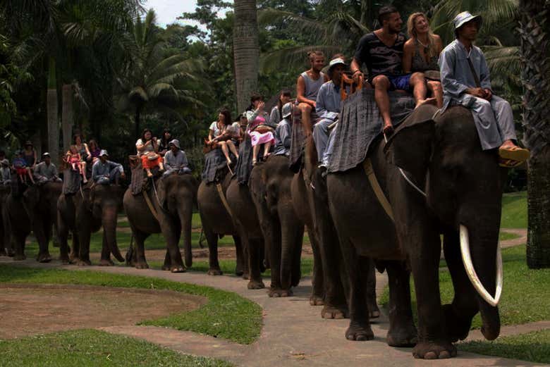 Safari in elefante