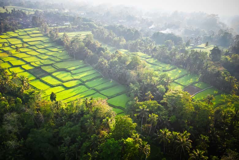 Contemplez les rizières de Bali