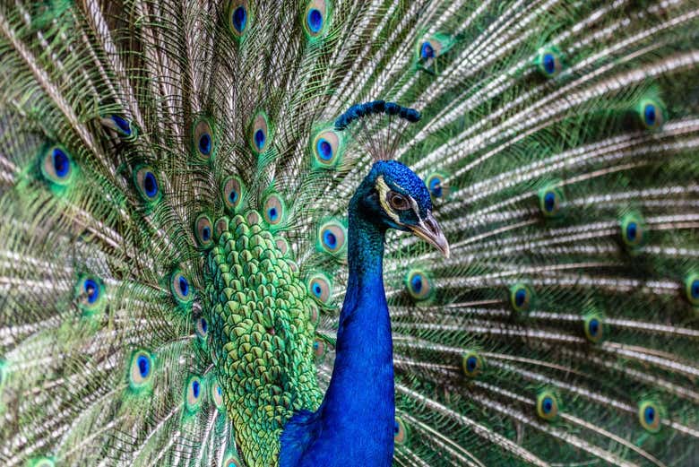 Un pavone del Bali Bird Park