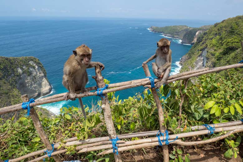 La plage de Kelingking à Nusa Penida