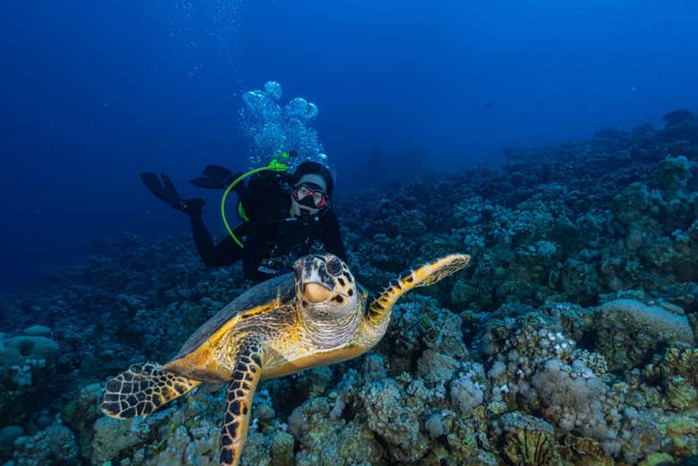 Découvrez la faune marine